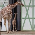 Giraffe Nzuri at Artis Zoo Netherlands