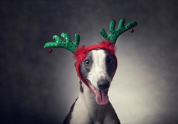 Dog _ Christmas