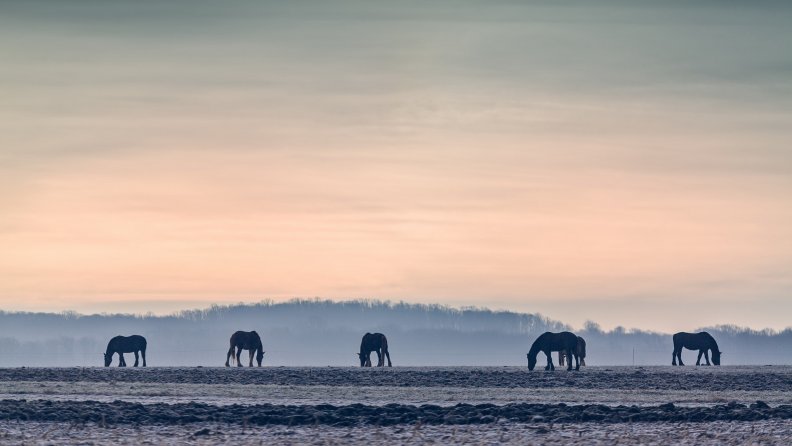 horses grazing in a foggy winter morning