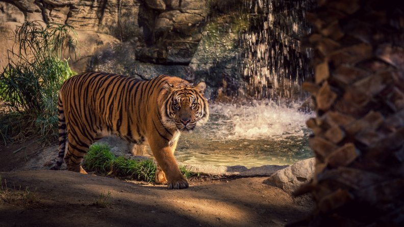 Intimidating Tiger