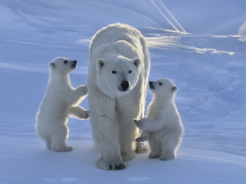 Cute Polar Bears for Tony(Nannouk)