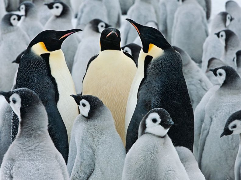 emperor_penguins.jpg