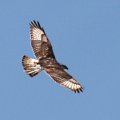 flying away(hawk)