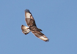 flying away(hawk)