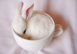 white cup with rabbit