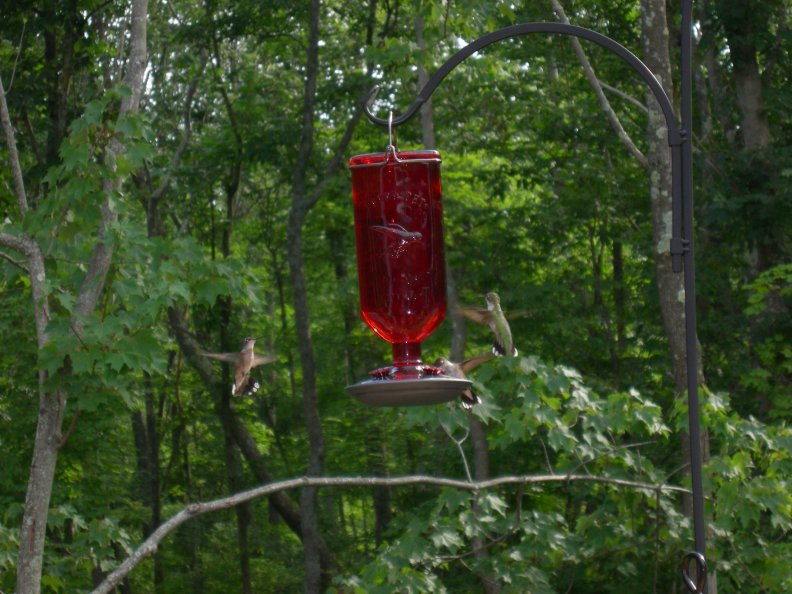 hummingbirds.jpg