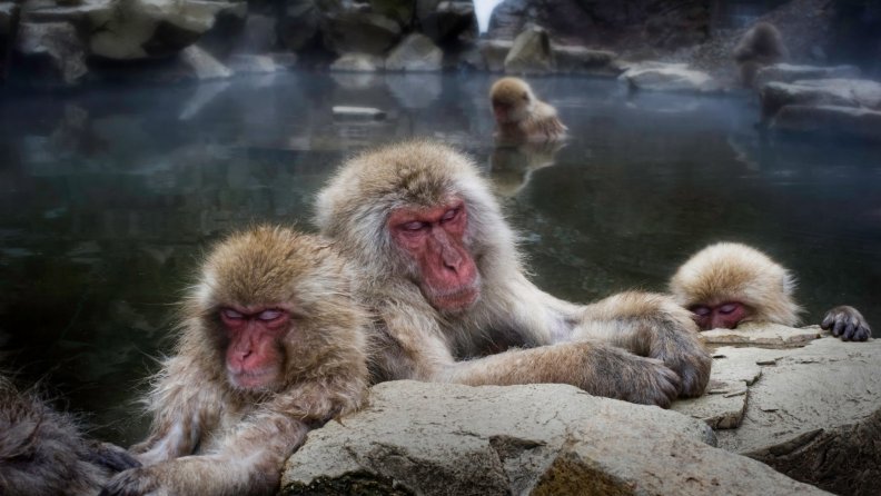 japanese_snow_monkeys_chillin_in_hot_springs.jpg