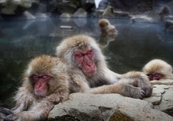 japanese snow monkeys chillin' in hot springs