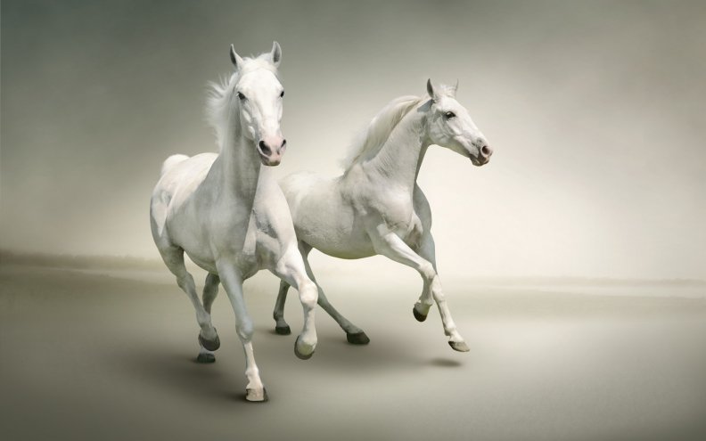 true_white_horse.jpg