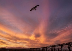 seagull flying above a pier at sunset