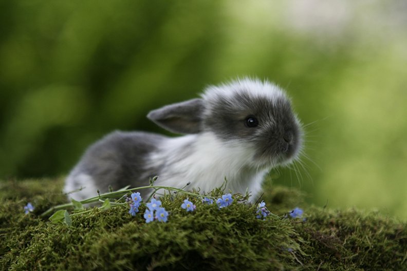 little_rabbit.jpg