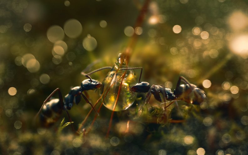ants_day.jpg