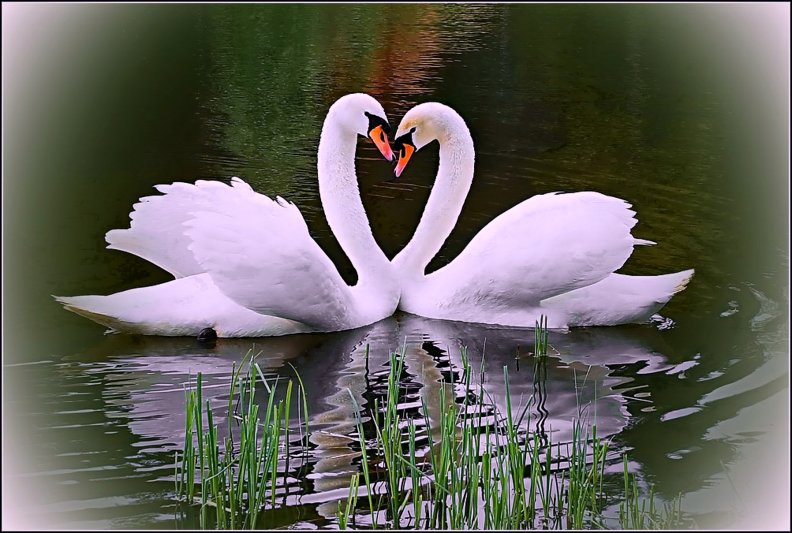 Couple Of White Swans Swimming Next To Each Other In The River Background,  Swans Pictures Background Image And Wallpaper for Free Download