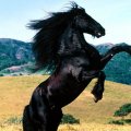 BEAUTIFUL GORGEOUS HORSE