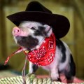 Cowboy piggy