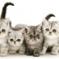 Four exotic kittens