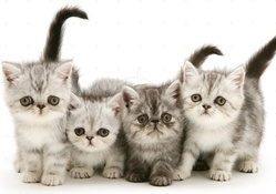 Four exotic kittens