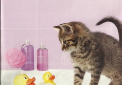 Kitten with rubber ducks