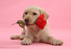 Labrador with red rose