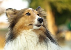 longhaired dog