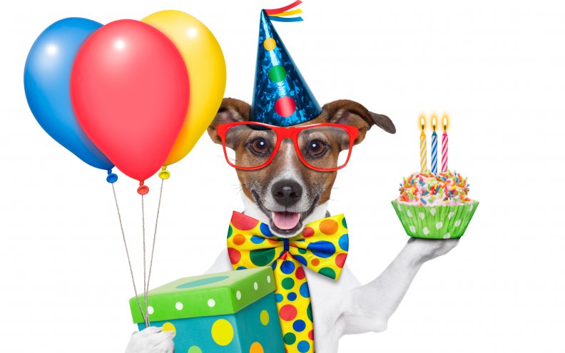 Cheerful Birthday Dog