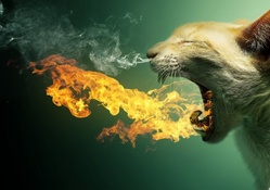 cat,making flames
