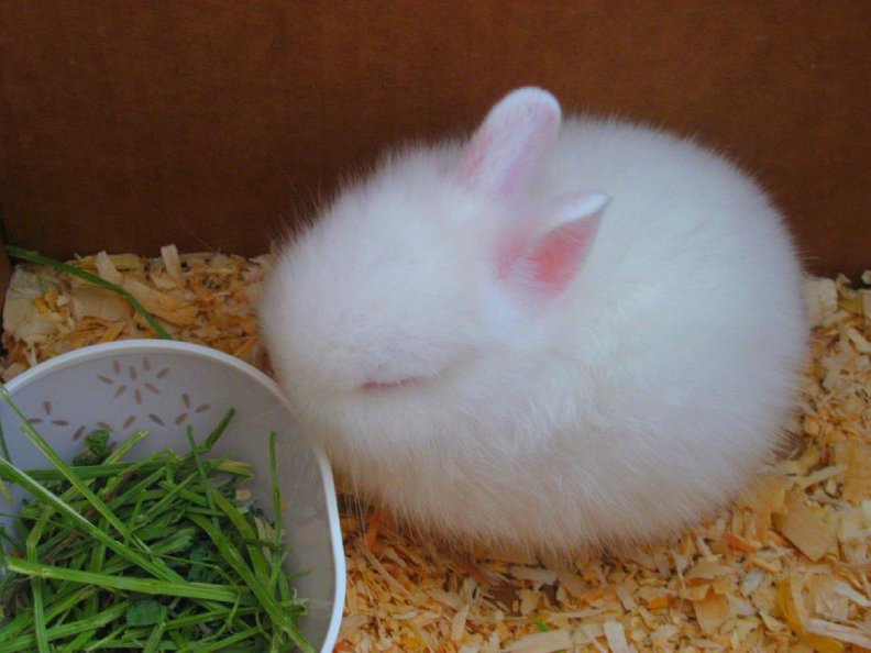 Too Cute Tiny Bunny Wabbit