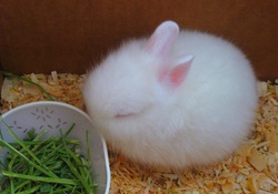 Too Cute Tiny Bunny Wabbit