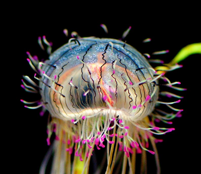 amazing_jellyfish.jpg