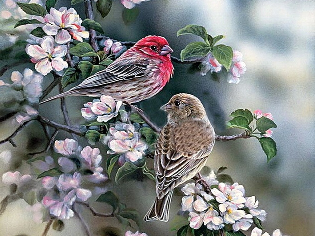 Birds in spring
