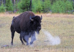 Buffalo Snort Yellowstone National_Park