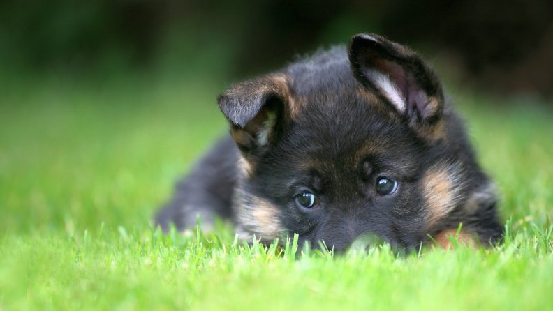shy pup
