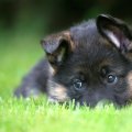 shy pup