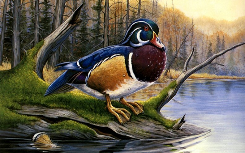 Colorful Wood Duck F1