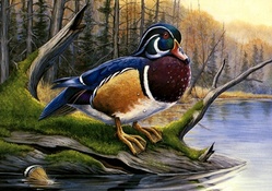 Colorful Wood Duck F1