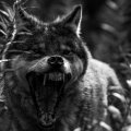 pissed wolf