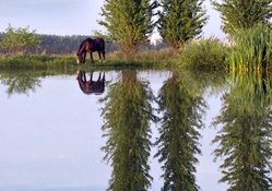 Reflection on a Pond