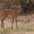 Impala Calf