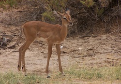 Impala Calf