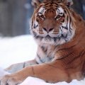 Tiger resting in the snow winter