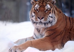 Tiger resting in the snow winter