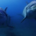 Dolphins up close