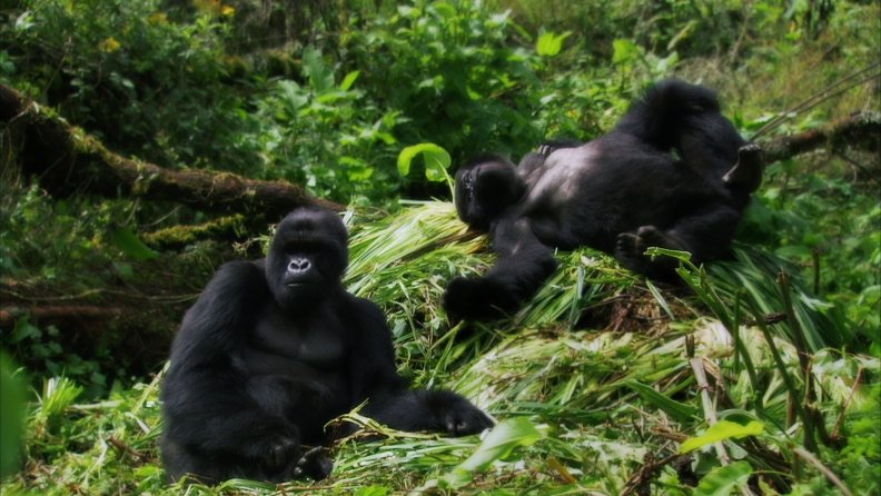 gorillas.jpg