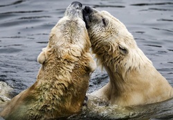 Polar Bears Ouwehands Dierenpark Rhenen Netherlands