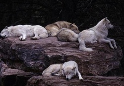 WOLF PACK ON THE ROCKS