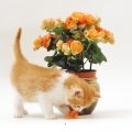 cute kitty and flowers