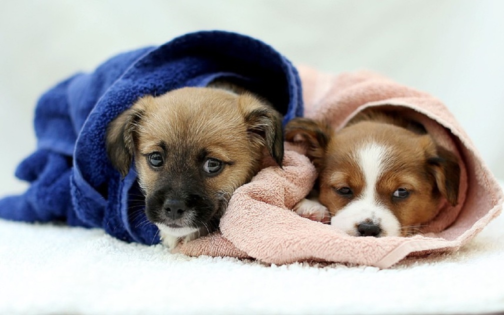 Two rescued puppies