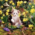 kitten among daffodils