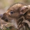 Wild boar baby
