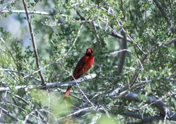 Cardinal in the Branches